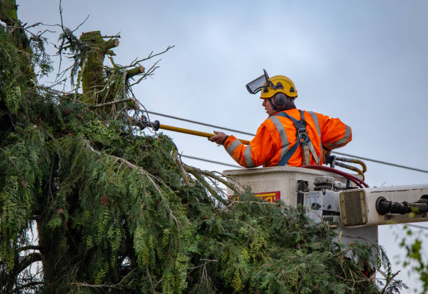 How Our Tree Care Process Works  in  Royersford, PA