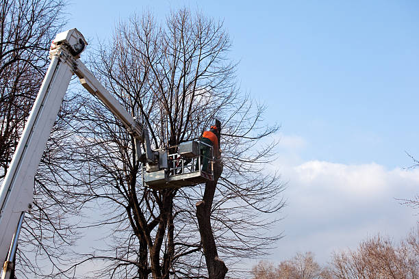 Best Tree Preservation Services  in Royersford, PA